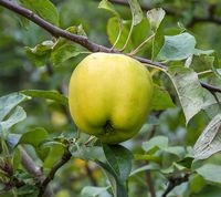Frørups/Rolund æble
